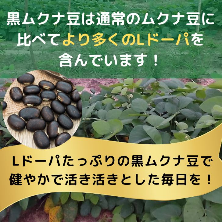 モザンビーク産 黒 ムクナ豆 パウダー 100g 【 送料無料 】 お試し Ｍucuna ムクナ 黒八升豆 黒ムクナ 粉末 Ｌドーパ 含有 ムクナ粉  焙煎済み ムクナ豆パウダー : kuromukuna-pauda100g : よかもん問屋 - 通販 - Yahoo!ショッピング