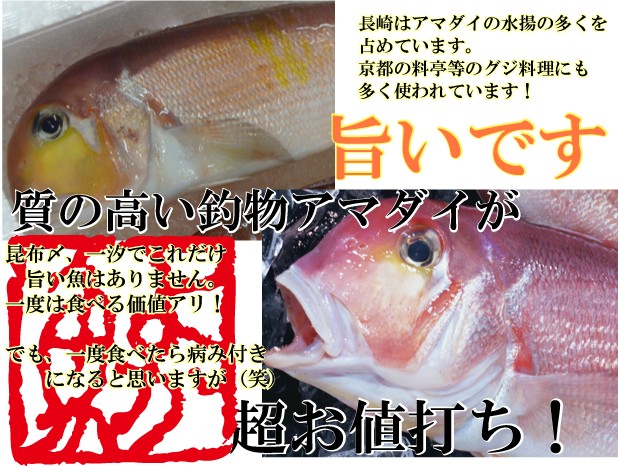 天然鮮魚アマダイ(アカアマダイ) 1.2kg前後1尾 長崎県産甘鯛の上質な