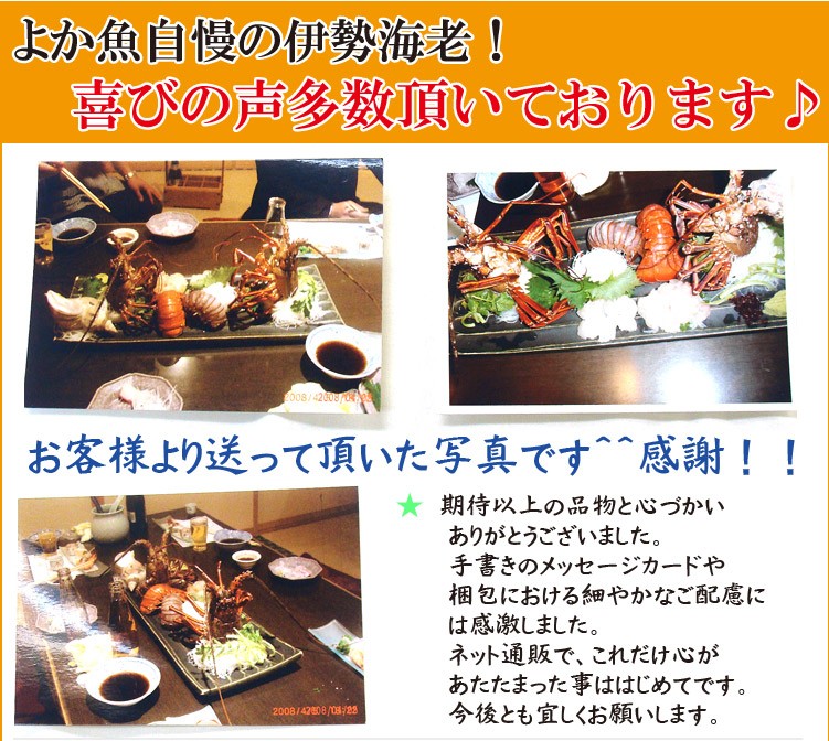 伊勢海老 いせえび イセエビ