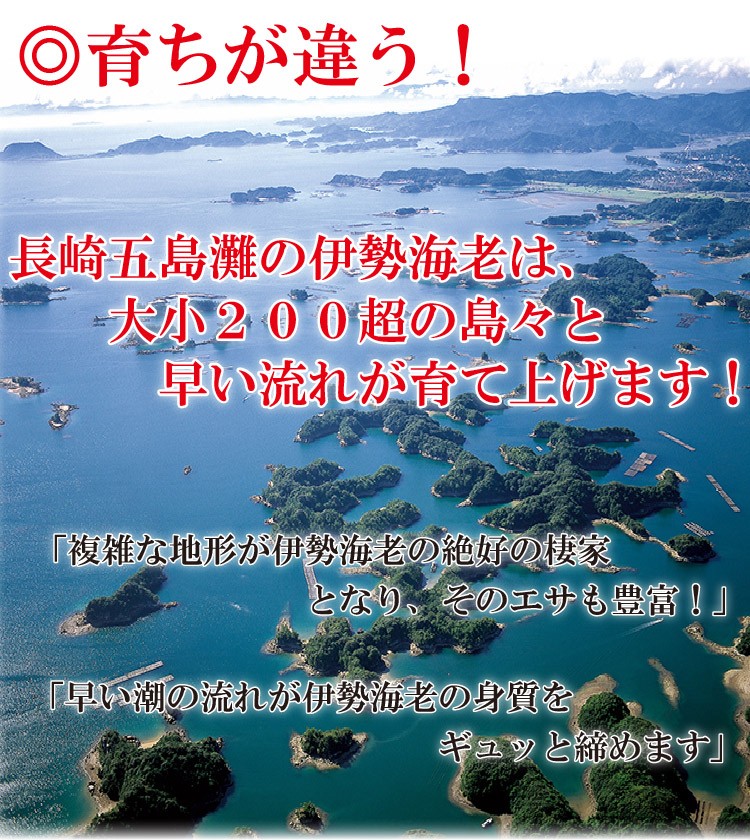 伊勢海老 いせえび イセエビ
