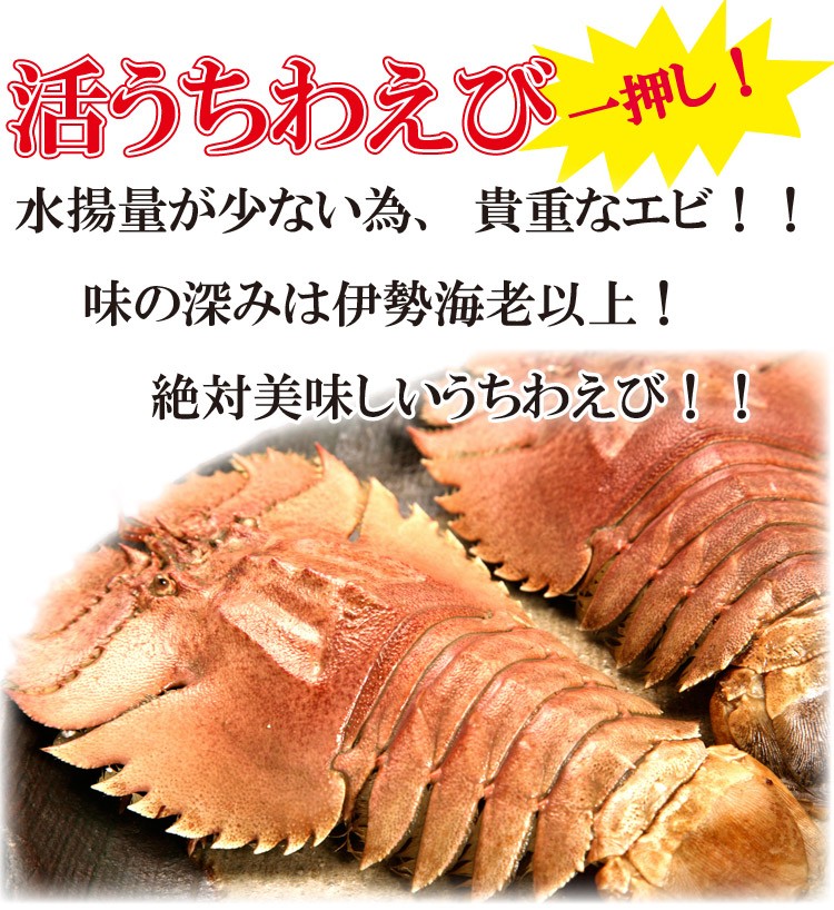 活うちわえび(小) 計1kg あのイセエビより甘みたっぷりウチワエビ ≪代引不可≫ お返し 贈答 パチパチエビ : 11 : よか魚.com - 通販  - Yahoo!ショッピング