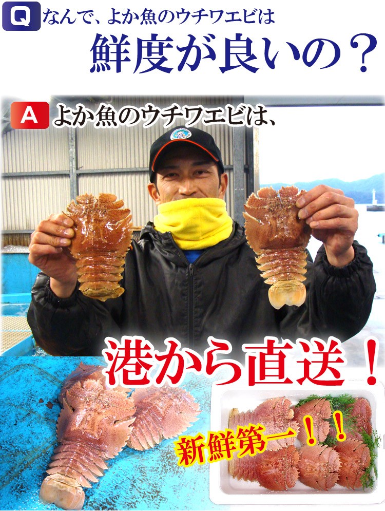 活うちわえび(小) 計1kg あのイセエビより甘みたっぷりウチワエビ ≪代引不可≫ お返し 贈答 パチパチエビ : 11 : よか魚.com - 通販  - Yahoo!ショッピング