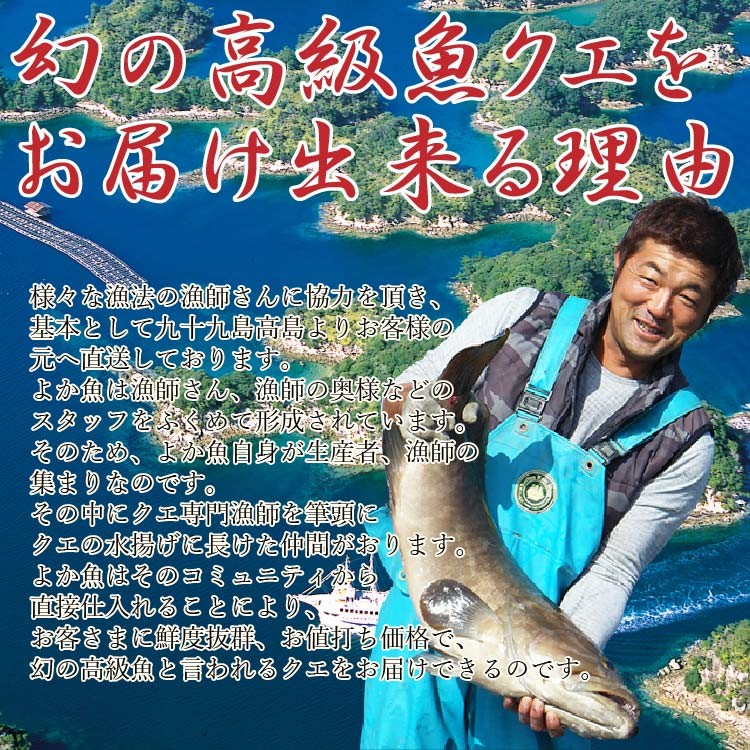 春夏絶品クエ冷しゃぶ しゃぶしゃぶ