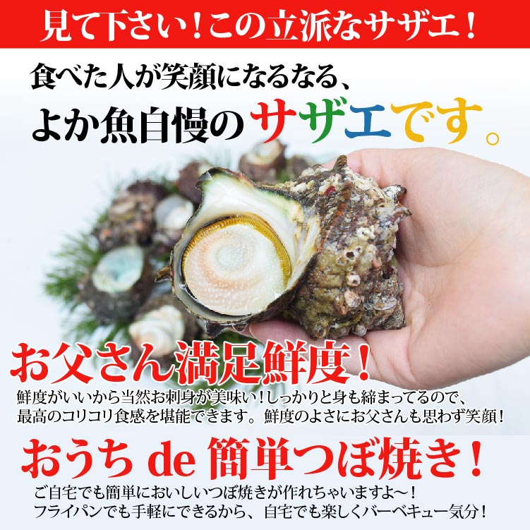 産直 天然サザエ 特大サイズ 計1.5kg（8個前後） 長崎産の質の