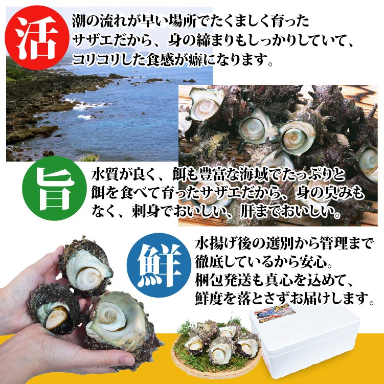 活サザエ　大サイズ5キロ前後 産直 天然サザエ 特大サイズ 計1.5kg（8個前後） 長崎産の質の