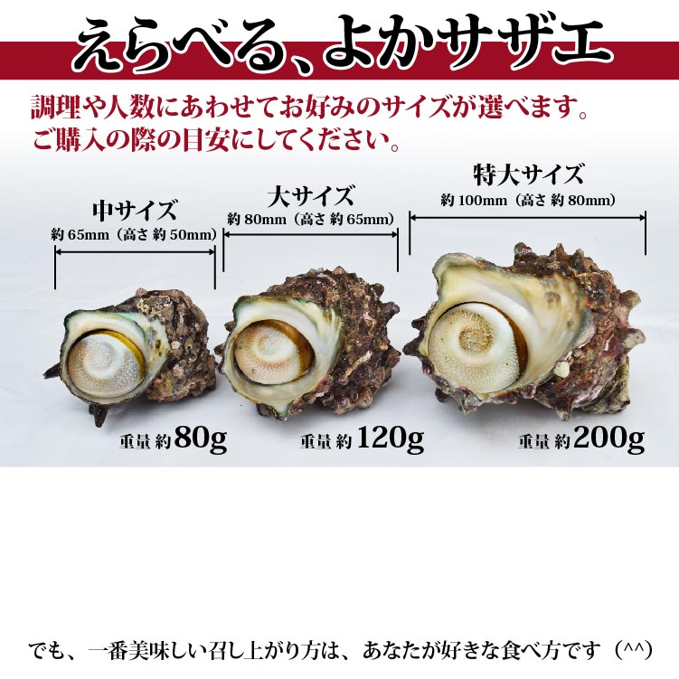 九十九島産サザエ