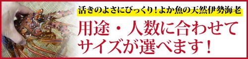 伊勢海老 選べるサイズ