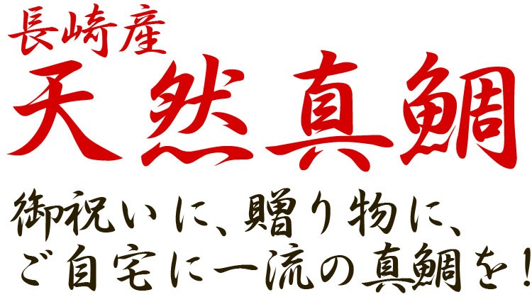 ギフト 長崎産天然真鯛 (釣りもの一級品・活もの) 3.5kg前後 1尾・5〜8