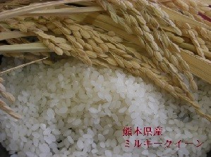 熊本県産　ミルキースター玄米　30kg ミルキークイーン 令和6年産 米 30kg 精米度合い対応 熊本県阿蘇