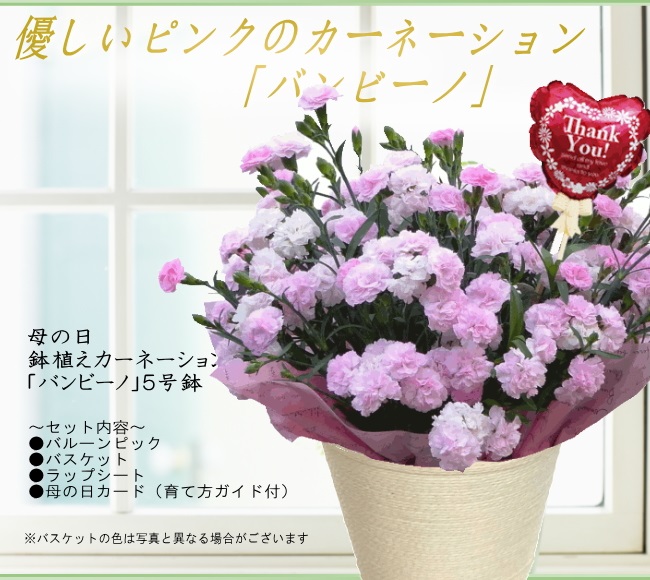 香りのあるカーネーション【バンビーノ】