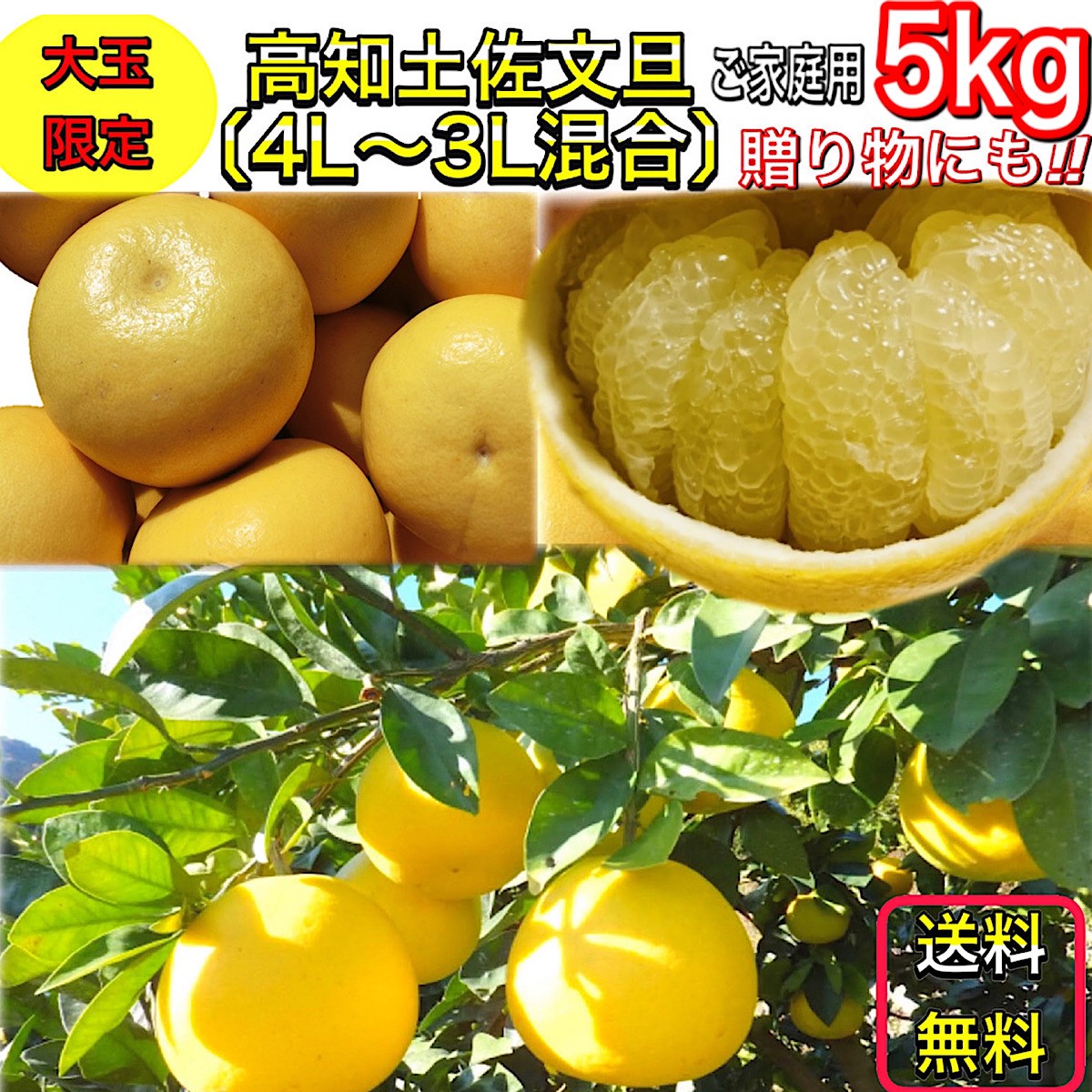 文旦 土佐文旦 5kg 大玉 4L 3L 混合 (約10玉前後）訳あり 家庭用 5キロ