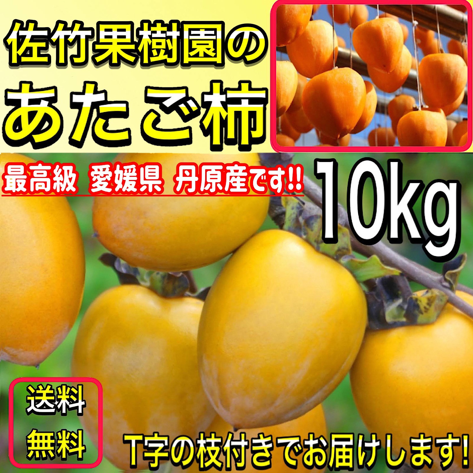 あたご柿 愛宕柿 3年生 苗木 干し柿作りに！