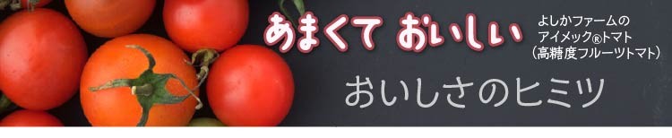 「tricho(R)トリコ」1.5kg アイメック(R)トマト（高糖度フルーツトマト）