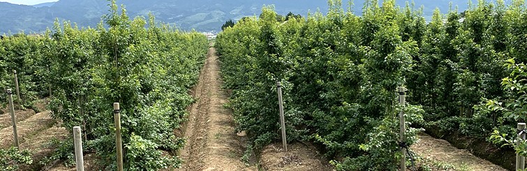 100 本物保証 ソヨゴ 雌株 モチノキ科 So5 全高2 2ｍ 送料無料 現品発送 新規購入 Zoetalentsolutions Com