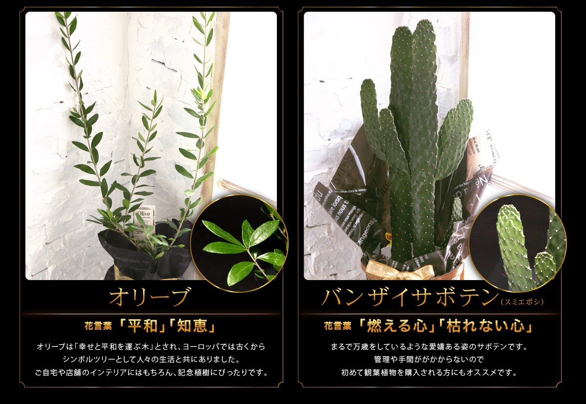 観葉植物 インテリア バスケット 幸福の木 パキラ サンセベリア オリーブ バンザイサボテン 多肉植物 ハオルチア モンステラ オリーブの木 多肉 即日配送 Buyee Buyee 日本の通販商品 オークションの代理入札 代理購入