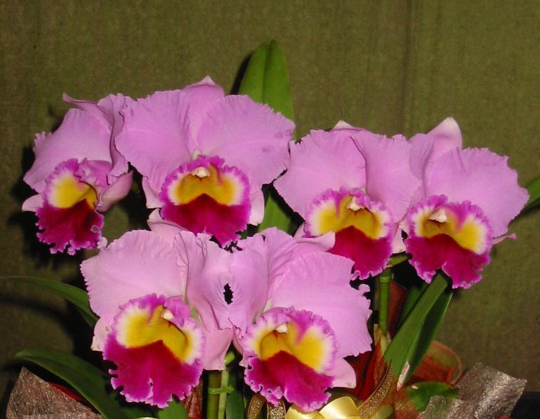 洋蘭原種 カトレア walkeriana ラベロイド CP苗 洋蘭原種 カトレア walkeriana ラベロイド CP苗 洋蘭原種 カトレア