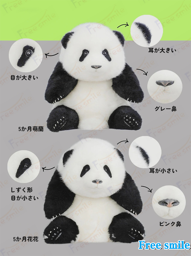 パンダぬいぐるみ 花花 萌蘭 年齢5か月 可愛いパンダ パンダ工場 PANDA