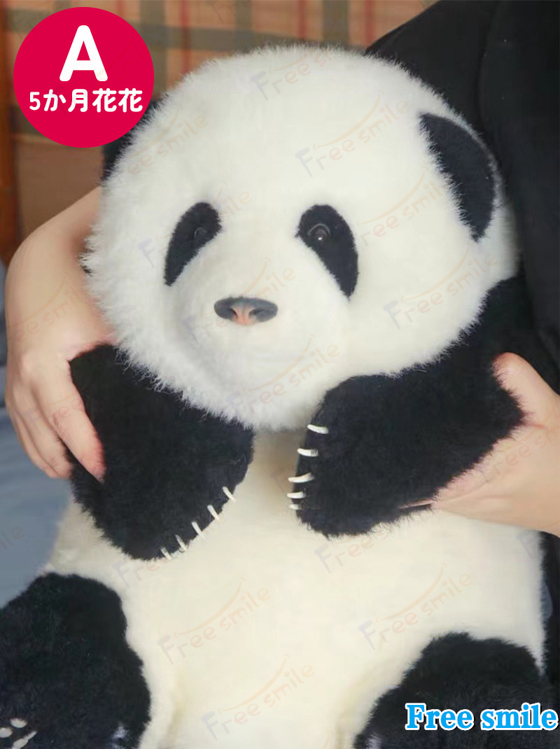 パンダぬいぐるみ 花花 萌蘭 年齢5か月 可愛いパンダ パンダ工場 PANDA