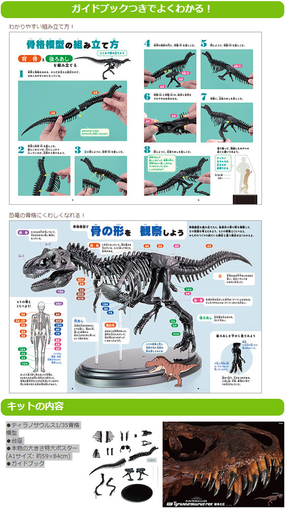 学研 ティラノサウルス1/35骨格模型キット & 本物の大きさ特大ポスター