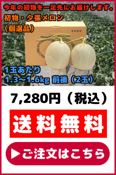 夕張メロン 1玉 共選品 良品 初物 1.3kgから1.6kg前後 初競り 初