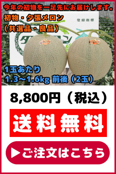 初物夕張メロン 共選品・良品 2玉
