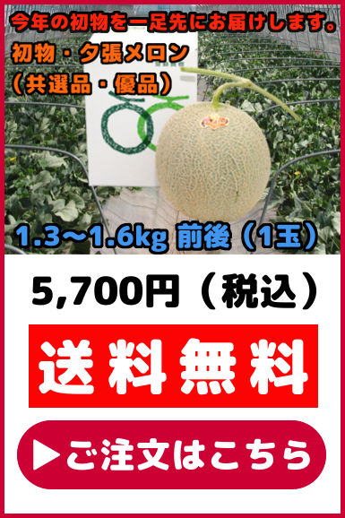 初物 夕張メロン 共選品 優品 1玉