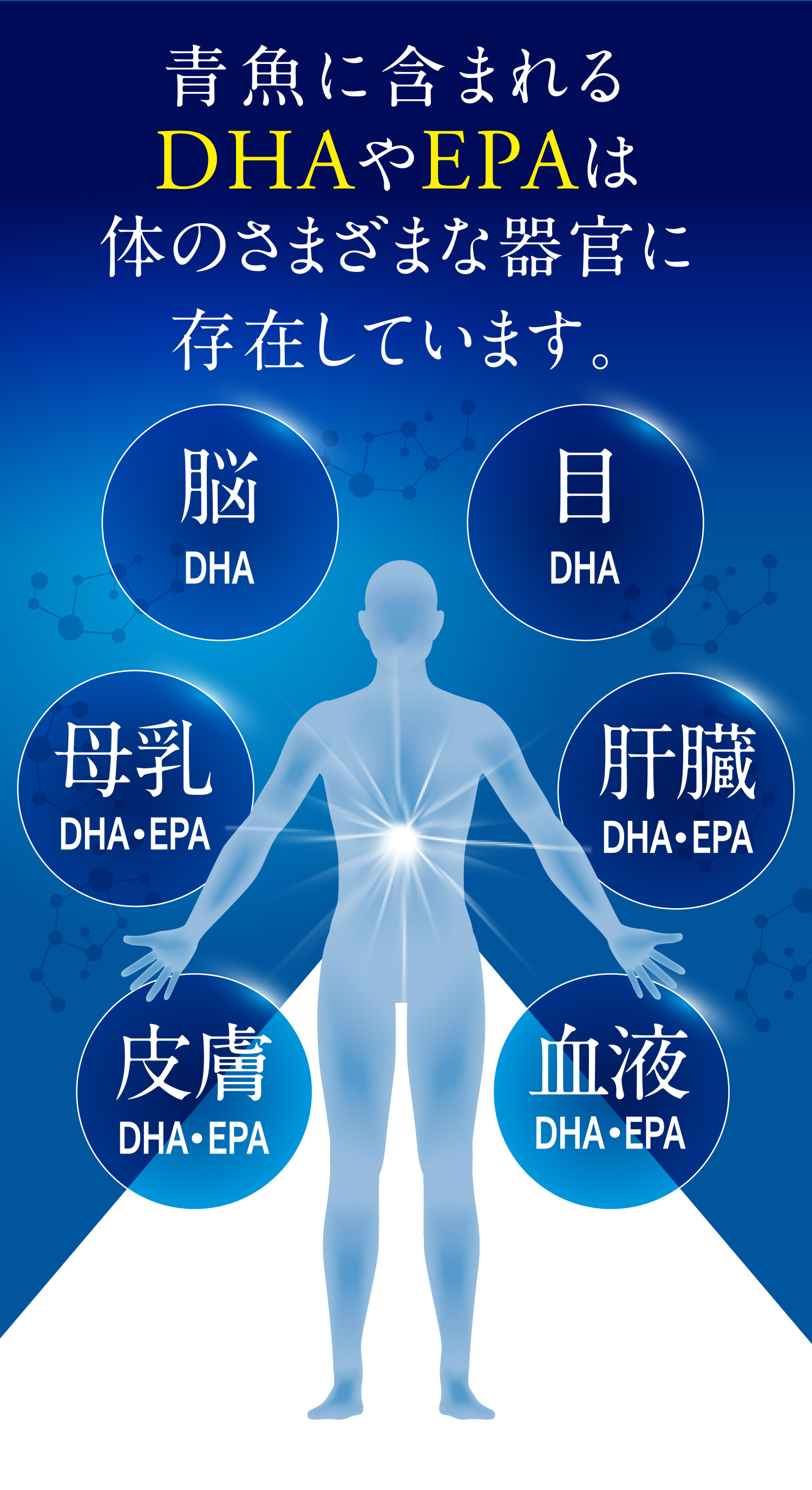 青魚に含まれるDHAやEPAは体のさまざまな器官に存在しています。