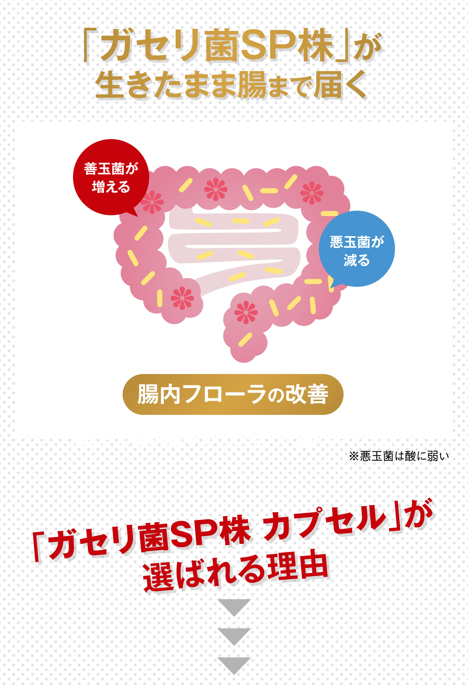 「ガセリ菌SP株」が生きたまま腸まで届く