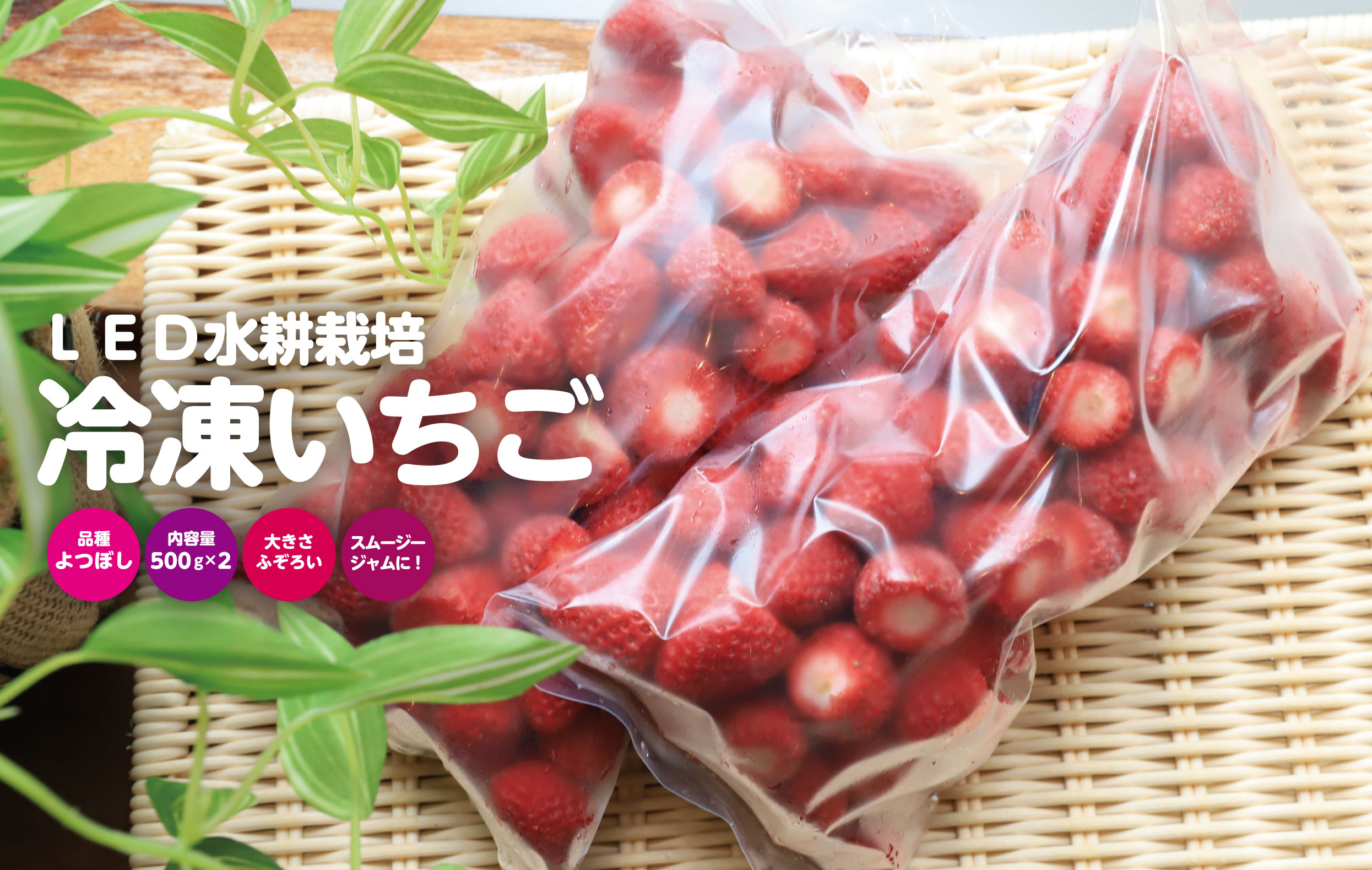 冷凍いちご(LED水耕栽培)送料無料