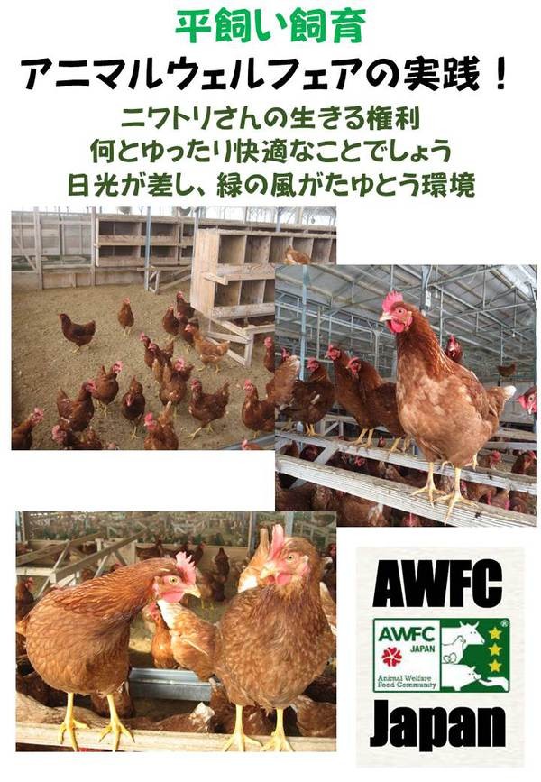 使い勝手の良い 幸せな鶏たちの産みたて卵20個 平飼い放し飼い 抗生物質など薬剤投与一切なし