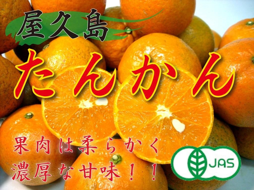 有機栽培 屋久島たんかん 5kg箱（2月中旬-3月中旬頃）の説明 - 通販