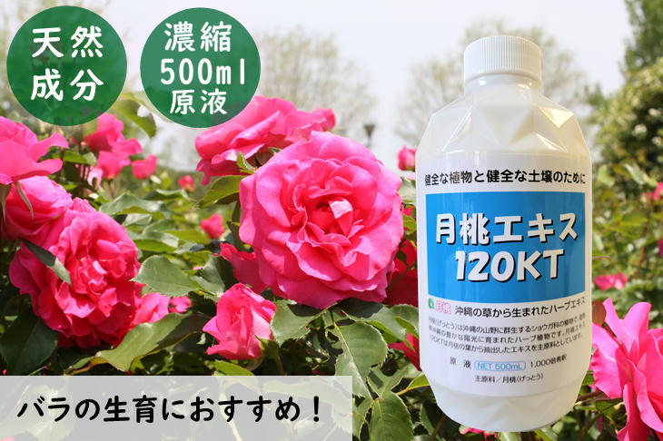 全ての 500ml 120KT 月桃エキス 日本月桃 植物性 天然成分 ハーブエキス その他