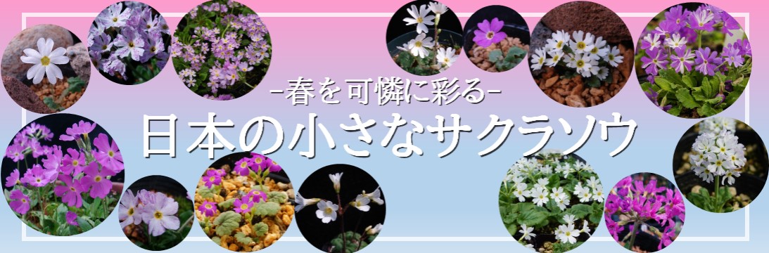 湯沢園芸 - Yahoo!ショッピング