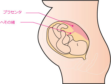 送料無料　4個セット　サラブレッドプラセンタ　30カプセル　200　馬　プラセンタ　サプリ　ナノ化　placenta