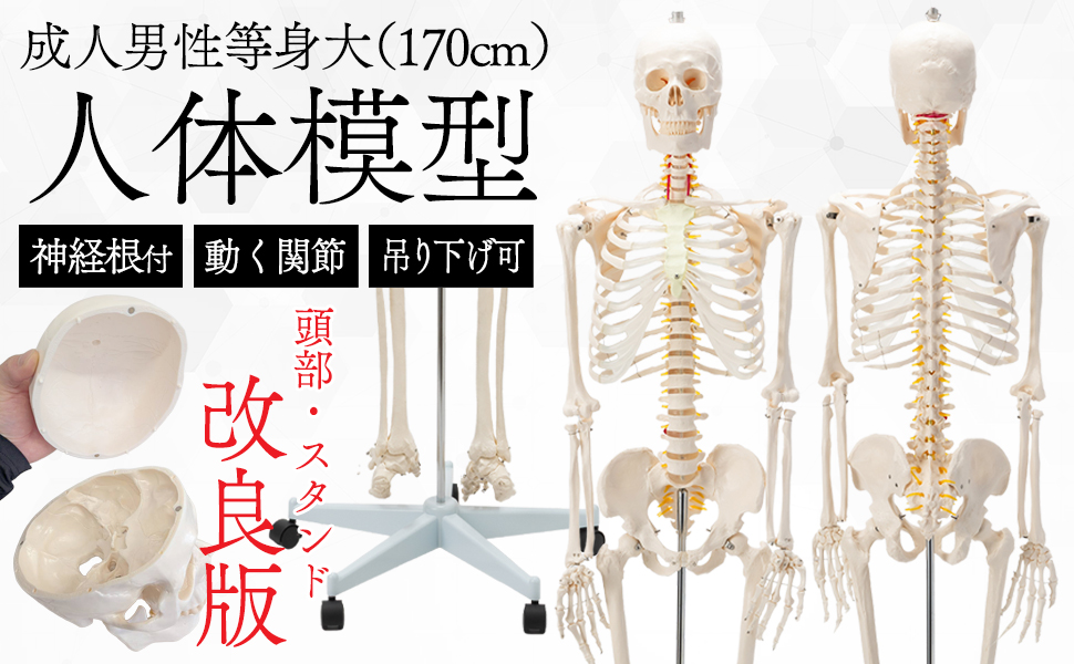 国際規格認証品】改良版 成人男性等身大 人体模型 170cm 神経根有り