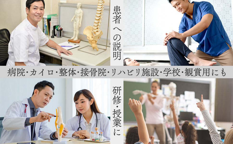 人体模型 骨格模型 骨 約85cm 1/2モデル 展示スタンド付き 骨格
