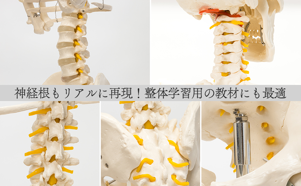 国際規格認証品】成人男性等身大 人体模型 170cm 神経根有り 全身骨格模型 骨格標本 骨格模型 靭帯 全身模型 大学・病院 整体院 鍼灸院 :  za001 : Zabuuun! - 通販 - Yahoo!ショッピング