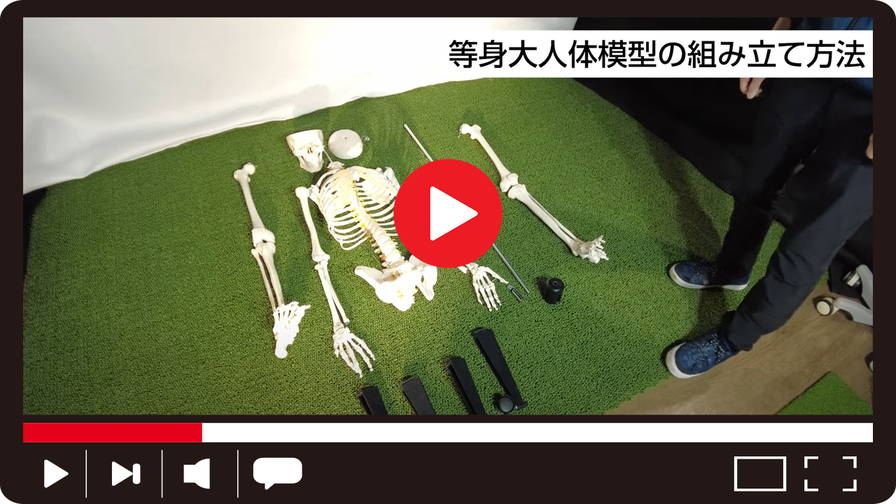 国際規格認証品】成人男性等身大 人体模型 170cm 神経根有り