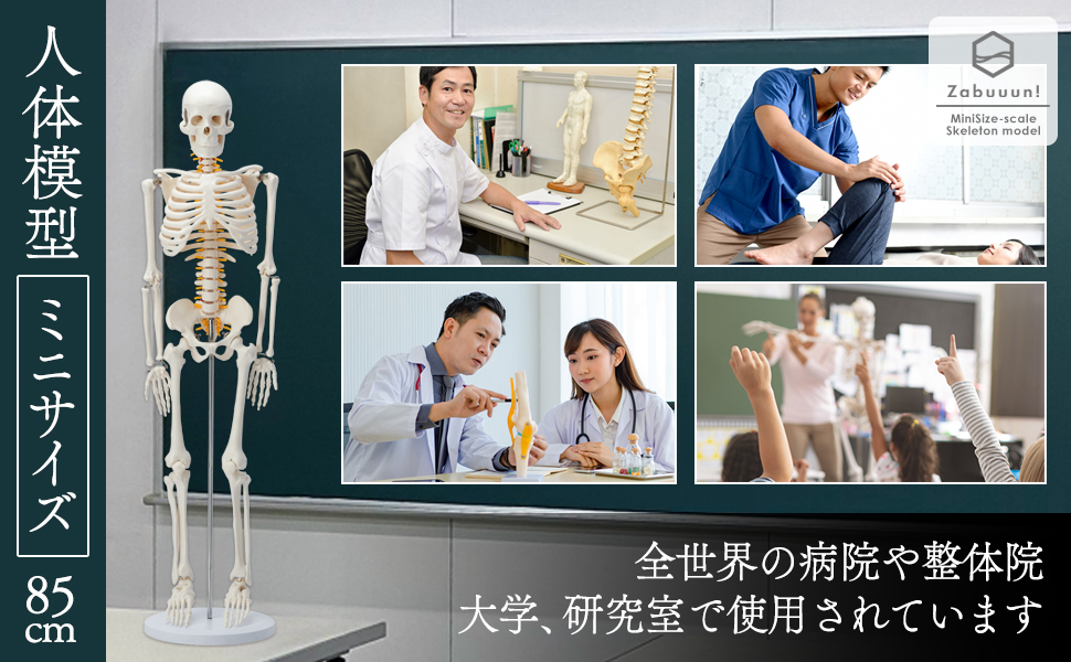 国際規格認証品】ミニサイズ 成人男性 人体模型 85cm 神経根有り 全身
