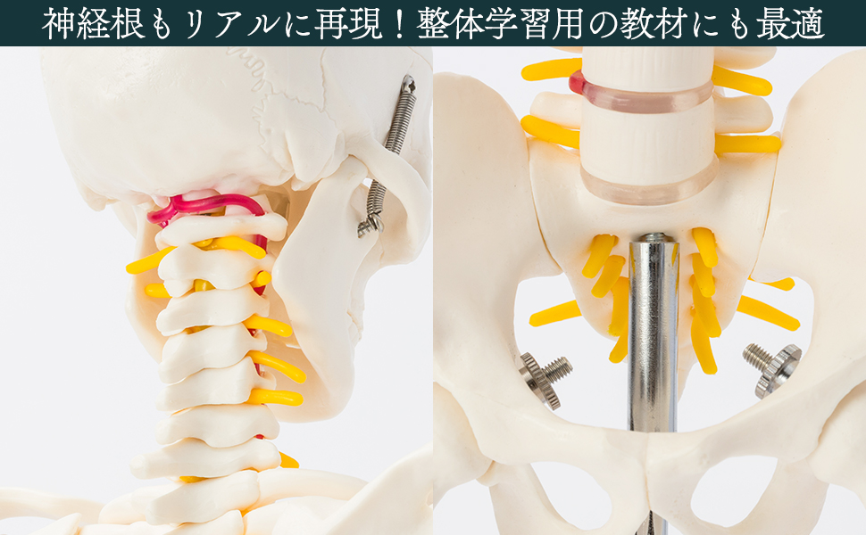 国際規格認証品】ミニサイズ 成人男性 人体模型 85cm 神経根有り 全身