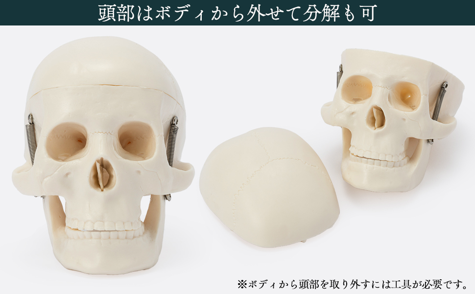 国際規格認証品】ミニサイズ 成人男性 人体模型 85cm 神経根有り 全身