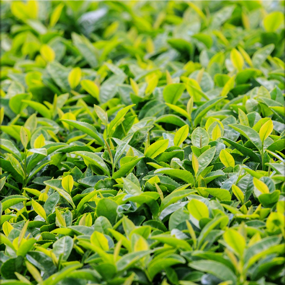財宝 緑茶 お茶 お茶だもん 500ml 24本 送料無料 ペットボトル 1