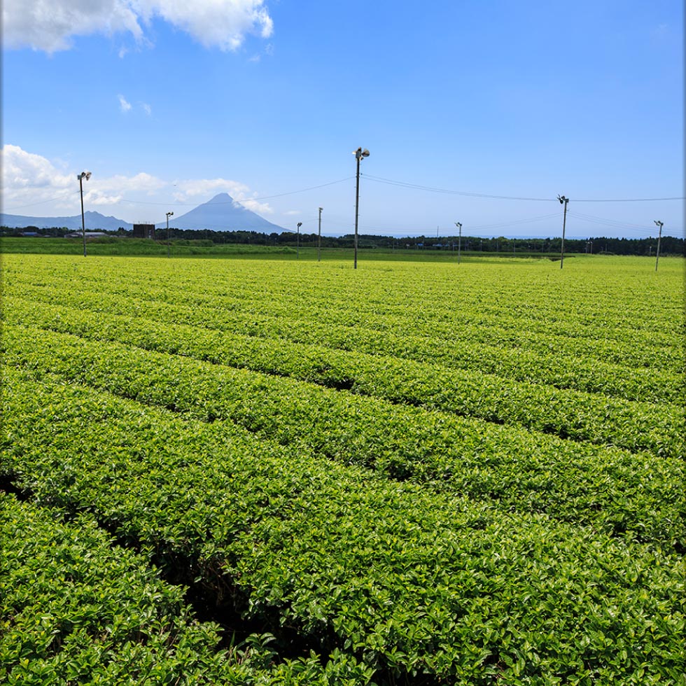 財宝 (ポイント2倍) 緑茶 お茶 お茶だもん 500ml 24本 送料無料
