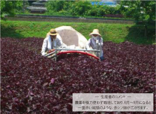 国産しそドリンク2本セット(500mlx2本)希釈タイプ しそジュース