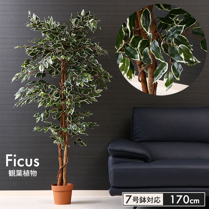 tFCNO[ 170cm 7Ή ϗtA lH tBJX  ItBX ϗt A A CeA   ډB rO