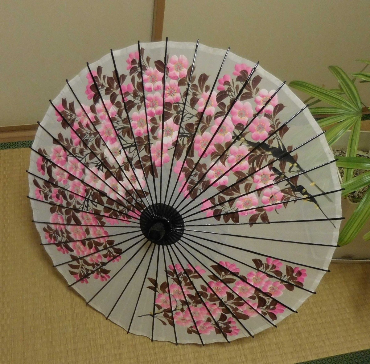 絹張り傘