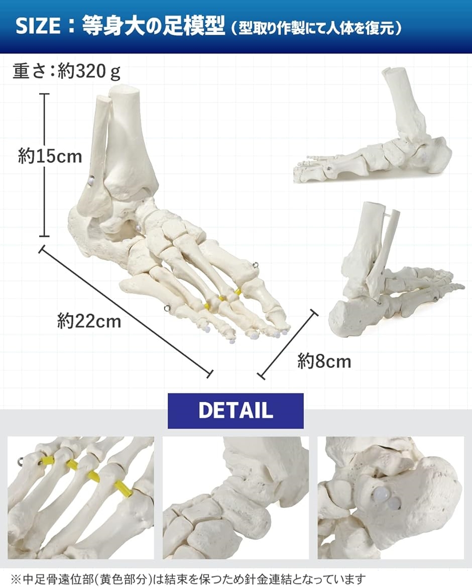 ソムソ　SOMSO 足関節　ゴム可動式　骨格模型　理学療法士　PT ビヨーンと伸びて自在に動かせる足骨模型 理学療法士監修 足関節