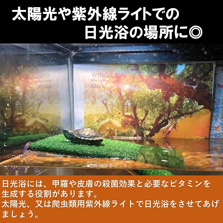 亀 浮島 水槽台 カメ 爬虫類 両生類 アクアリウム Lサイズ(グリーン)
