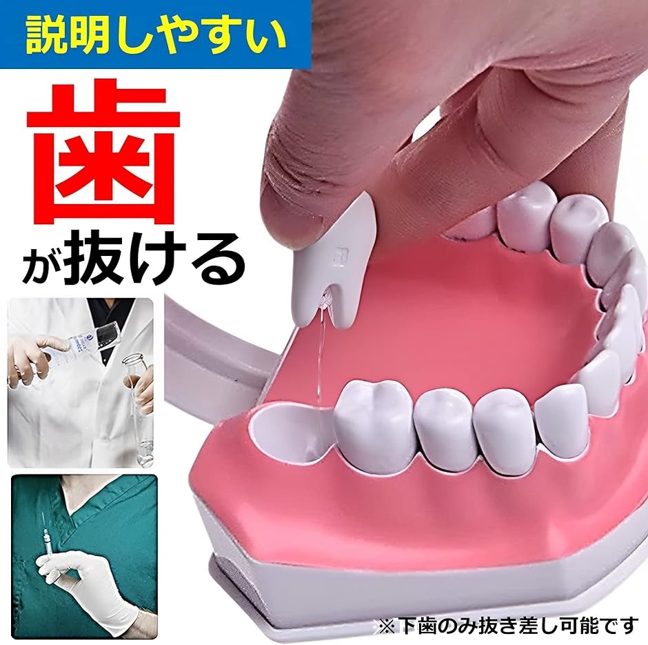 歯列模型 教育 学習 子供 取り外し可能 モデル 歯磨き指導 MDM