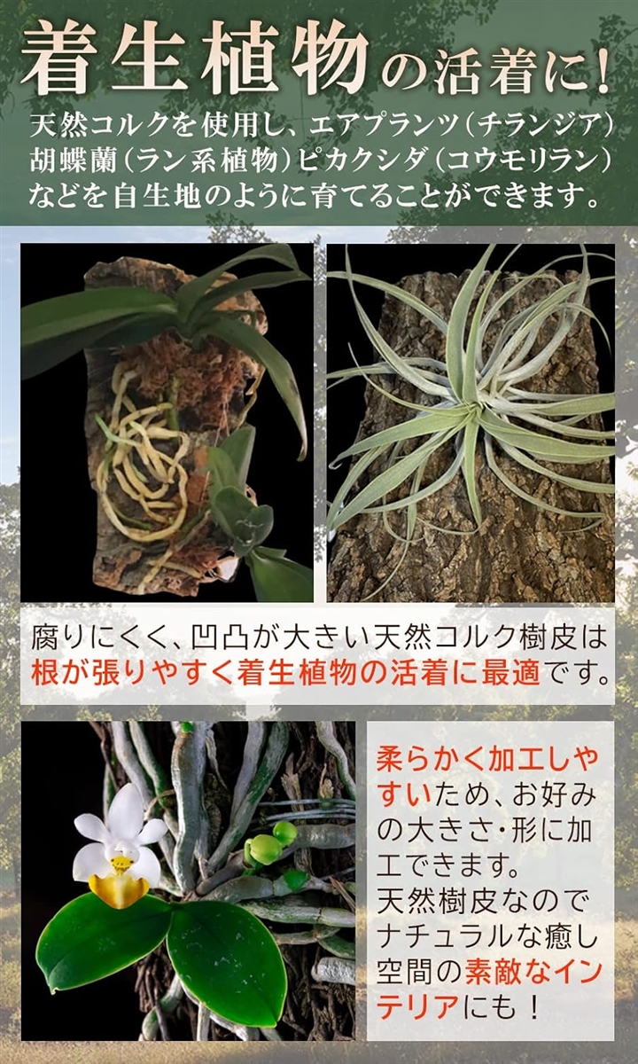④超特大巨大筒コルク　コルク樹皮　コルクチューブ 爬虫類　ビカクシダ　チランジア コルク樹皮 着生 エアプランツ チランジア バークチップ 爬虫類 観葉